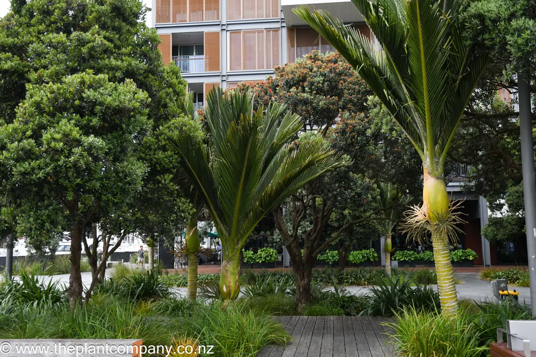 Nikau Palms And Pohutukawa