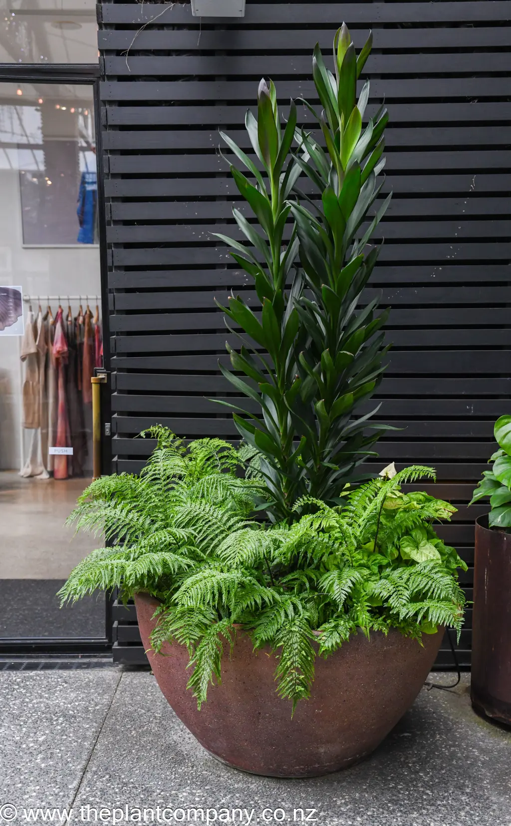 Urban Planter With Asplenium And Cordyline