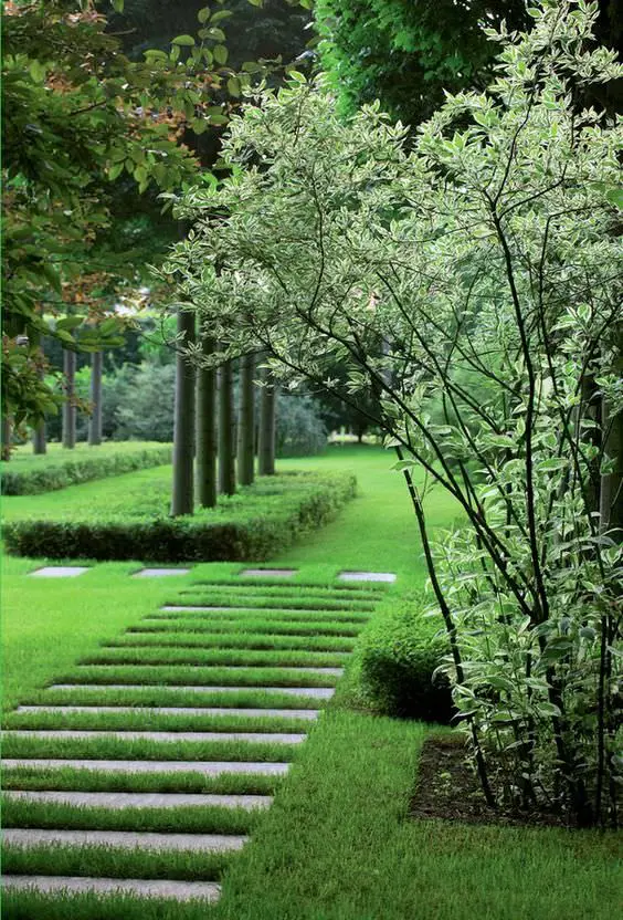 Weigelia in a formal garden