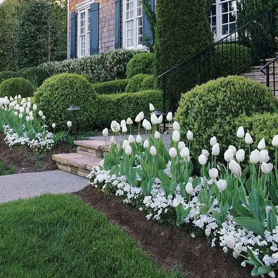 White garden with buxus and tulips