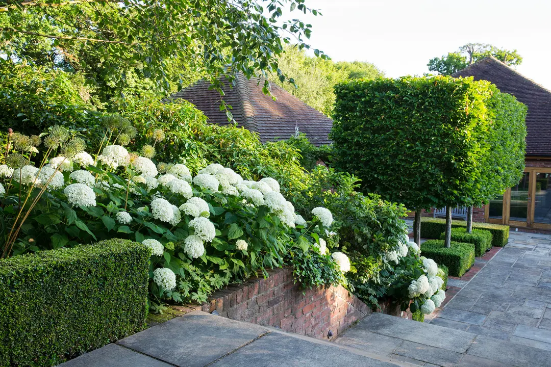White garden with formal plantings