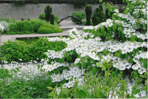 White garden with Viburnum