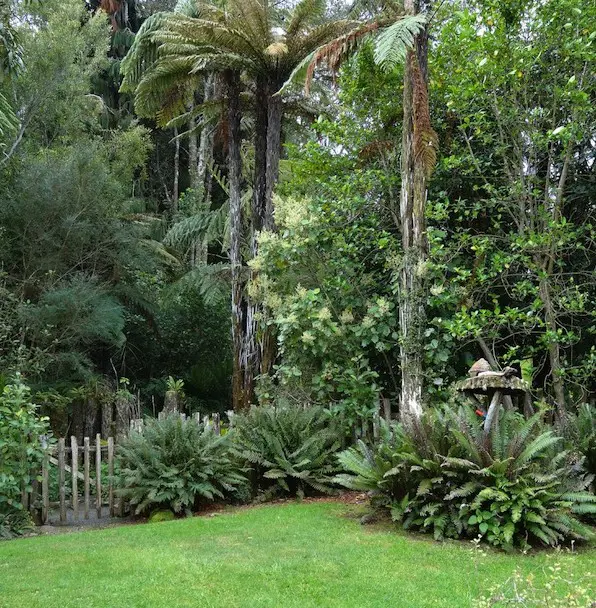 Woodland garden with NZ natives