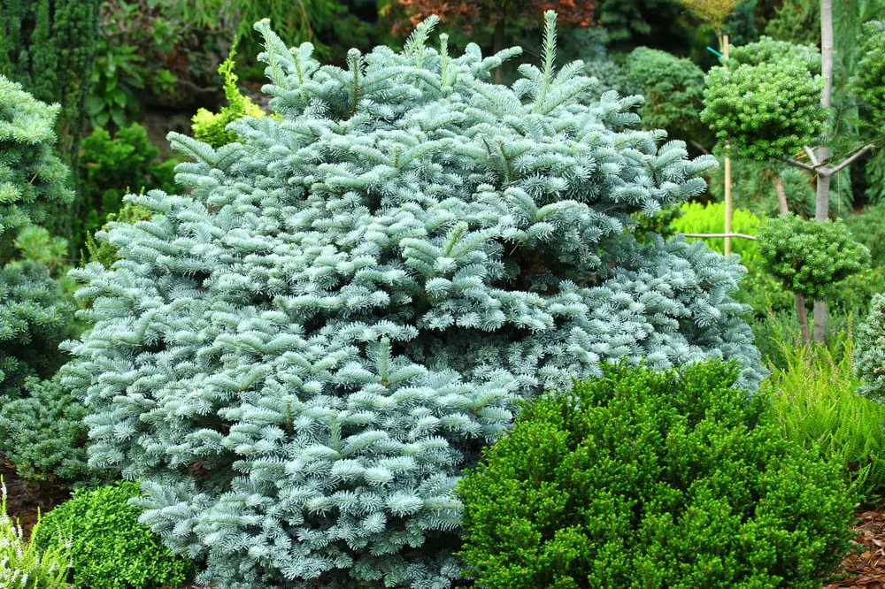 Buy Abies procera Blaue Hexe Plants | Free Shipping Over $150