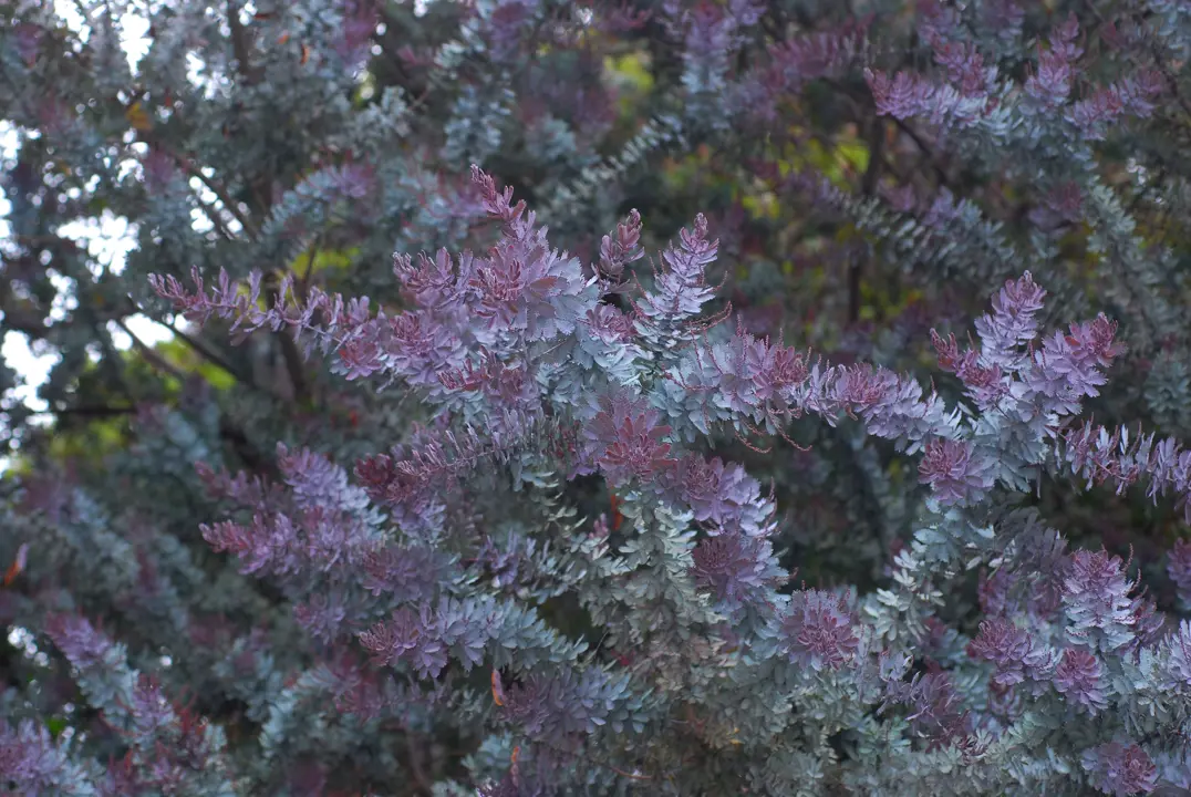 Acacia baileyana 'Purpurea' purple and grey foliage.