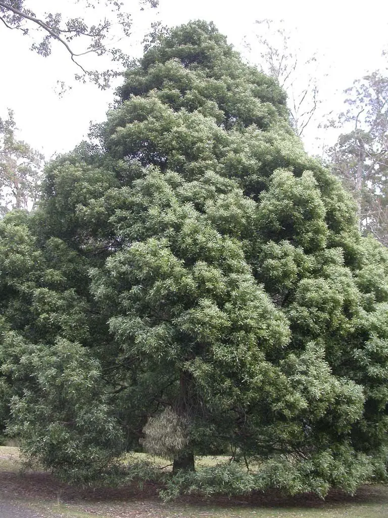 An Acacia melanoxylon specimen tree.