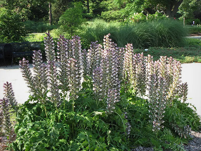 Acanthus hungaricus purple and white flowers above lush, green foliage.