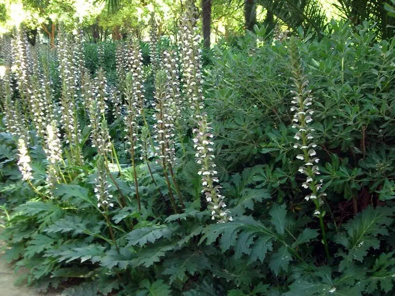 Acanthus mollis perennial with purple-white flowers above lush, green foliage.