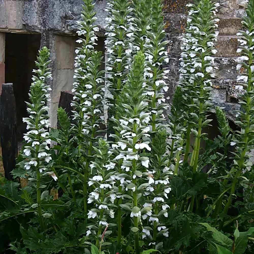 Masses of Acanthus 'Rue Ledan' plants with white flowers in a cottage garden.
