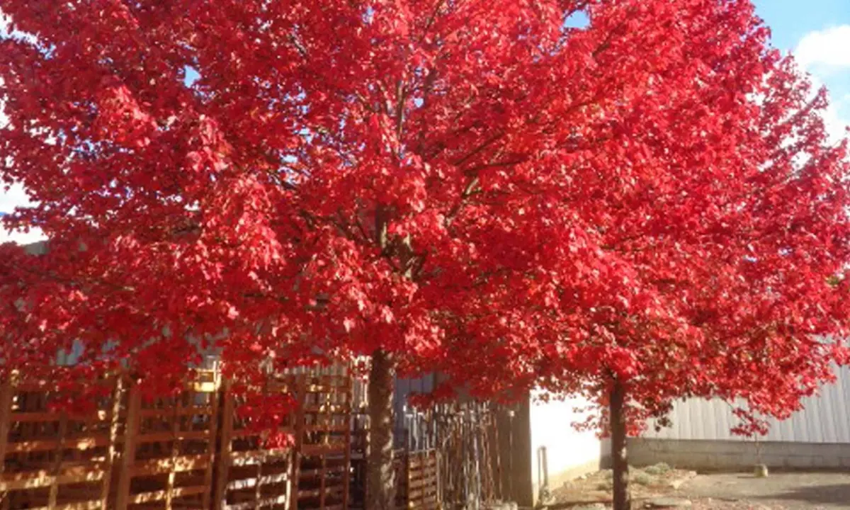 Buy Acer Pacific Sunset Plants | Free Shipping Over $150