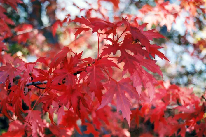 acer-armstrong-