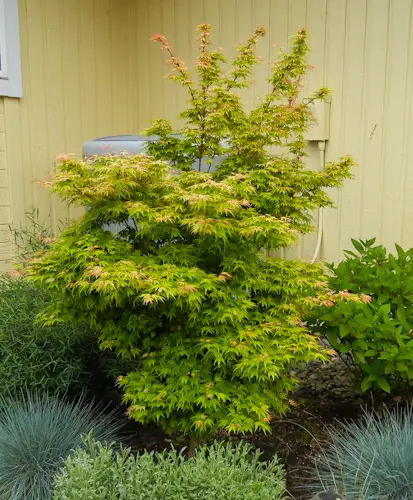 Acer 'Coonara Pygmy' tree with green foliage and orange, new growth.