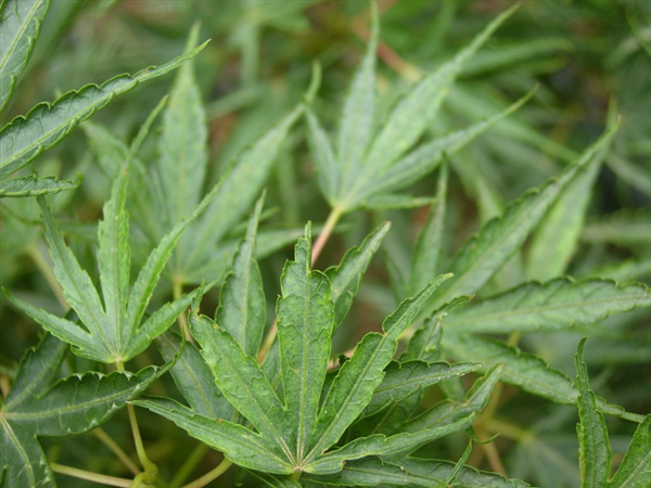 Acer palmatum 'Crippsii' green foliage.