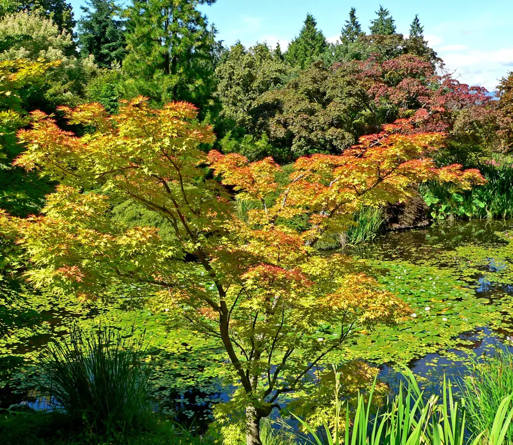 Buy Acer palmatum Shigitatsu Sawa Plants | Free Shipping