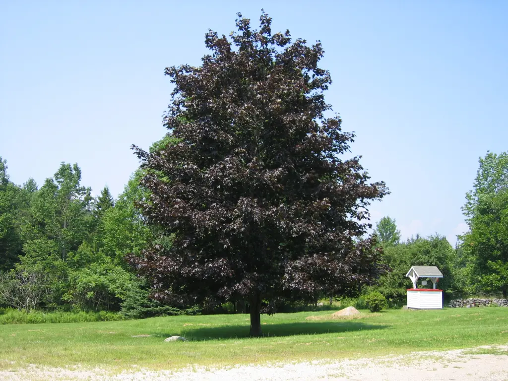 Acer 'Crimson King' specimen tree in a park with dark purple foliage.