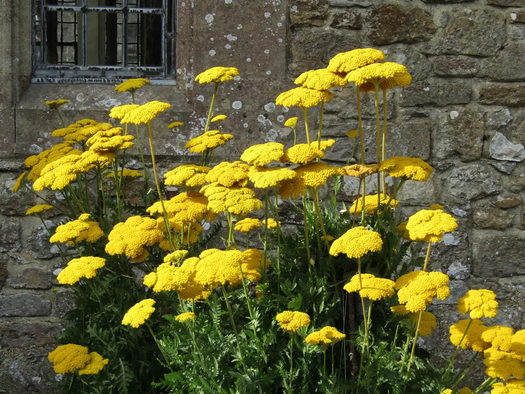 Achillea 'Coronation Gold' plants with bright yellow flowers and green foliage.
