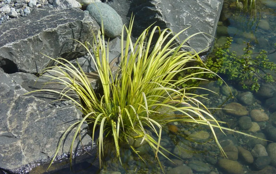 Acorus gramineus Ogon growing in water beside a rock.