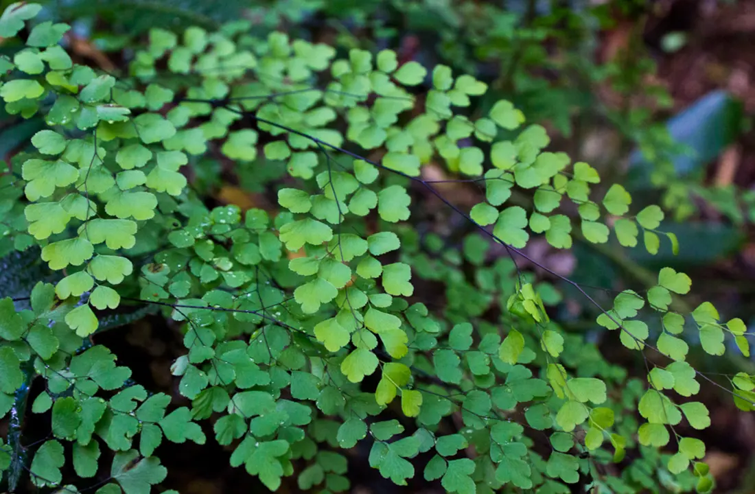 Adiantum aethiopicum (Maidenhair fern) with fine and elegant, green foliage.