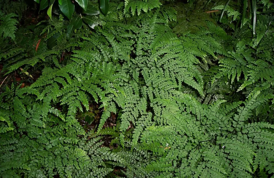 Adiantum formosum fern in a shade garden and featuring slender, green fronds.