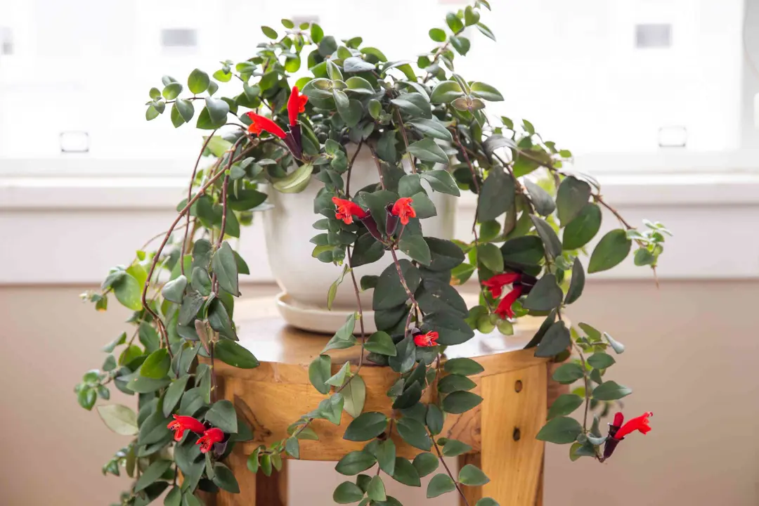 aeschynanthus-radicans-