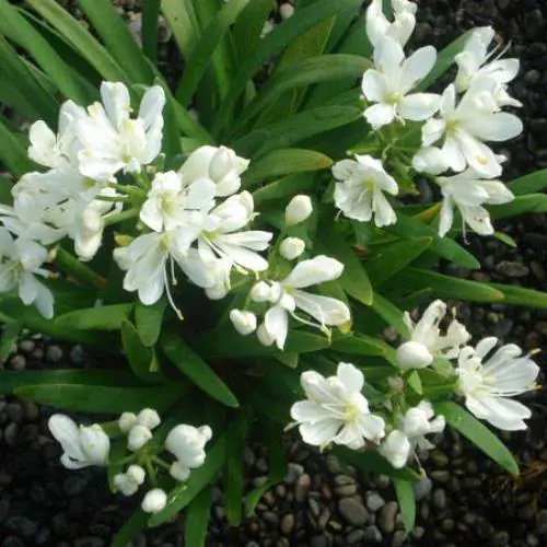 Agapanthus 'Agapetite' plant with lush green flowers and elegant white flowers.