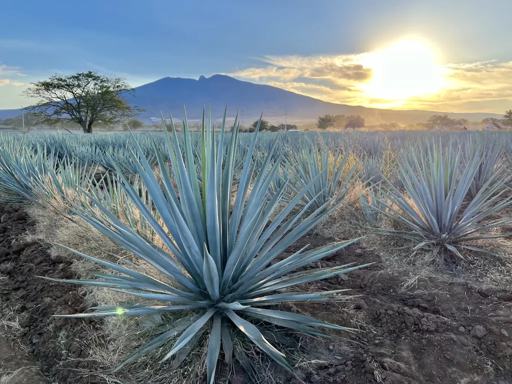 Agave tequilana plants with metallic-blue coloured foliage.