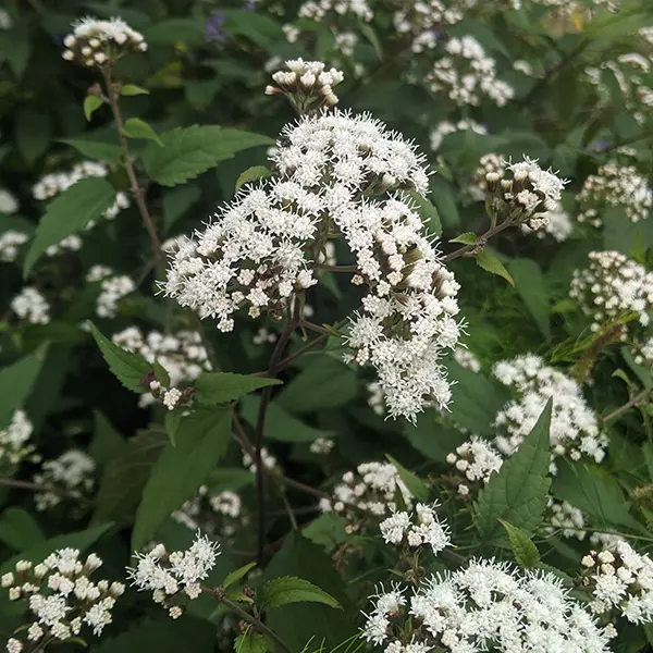 Buy Ageratina altissima Chocolate Plants | Free Shipping Over $150