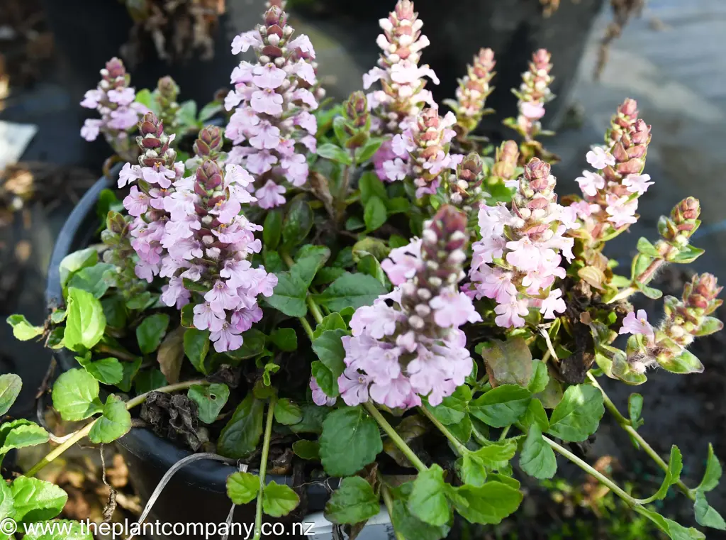 Ajuga 'Pink Elf' plants for sale at The Plant Company nursery featuring with elegant spikes carrying pink flowers.
