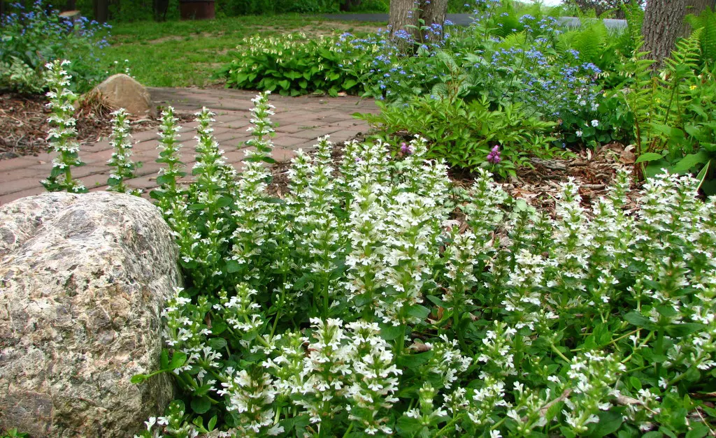 Ajuga reptans 'Alba' plants in a cottage garden and featuring white flower spikes above lush green foliage.