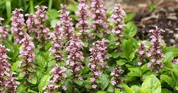 ajuga-pink-spike-1