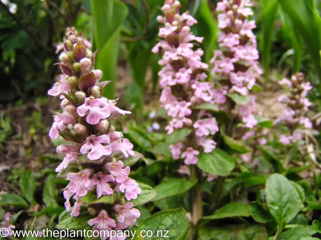 ajuga-pink-spire-