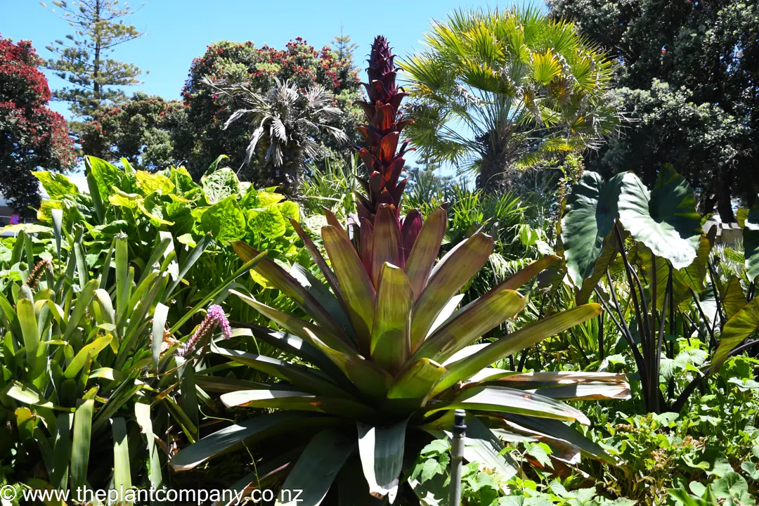 Alcantarea imperialis (Giant Bromeliad) plant with a large red flower.
