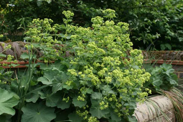 Alchemilla mollis plants with lush green foliage and yellow flowers in a garden.
