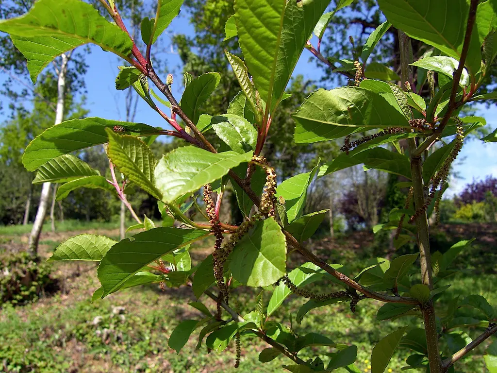An Alnus cremastogyne tree with lush green foliage and cream catkins.