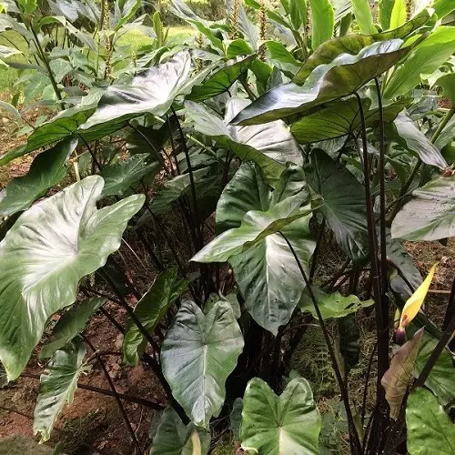 Buy Alocasia nigrescens Plants | Free Shipping Over $150