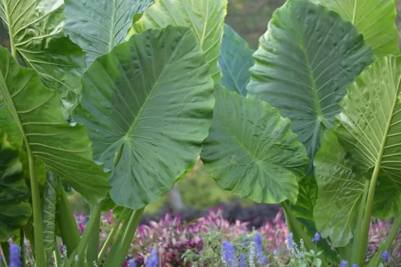 Buy Alocasia Odora Plants Free Shipping Over 150 buy-alocasia-odora-plants-free-shipping-over-150