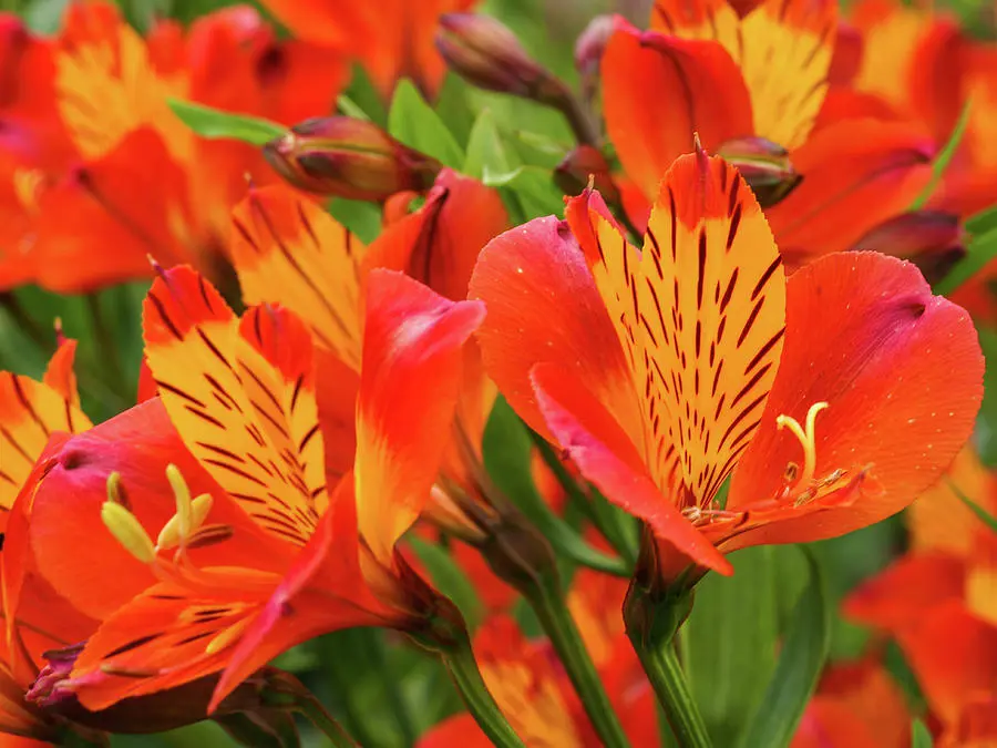 alstroemeria-orange-glory-