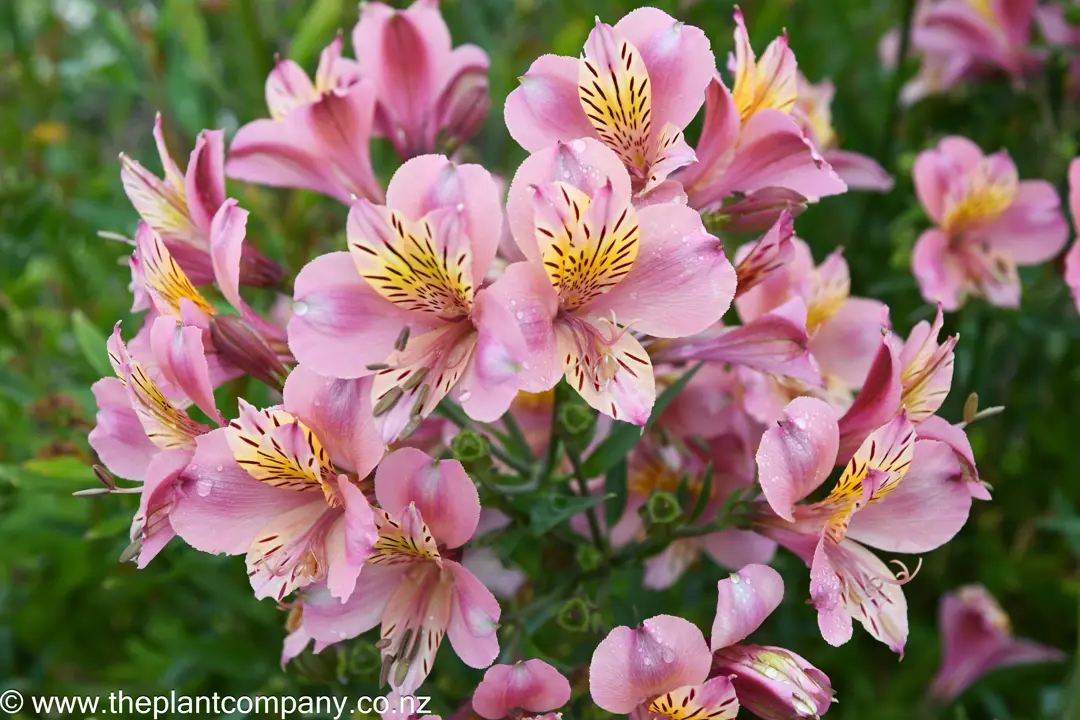 Pink Peruvian Lilies Alstroemeria Ligtu Peruvian Lily St Martin s