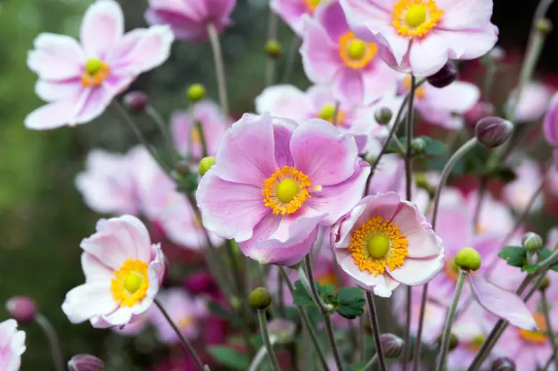 A large cluster of Anemone 'Pink' pink flowers.