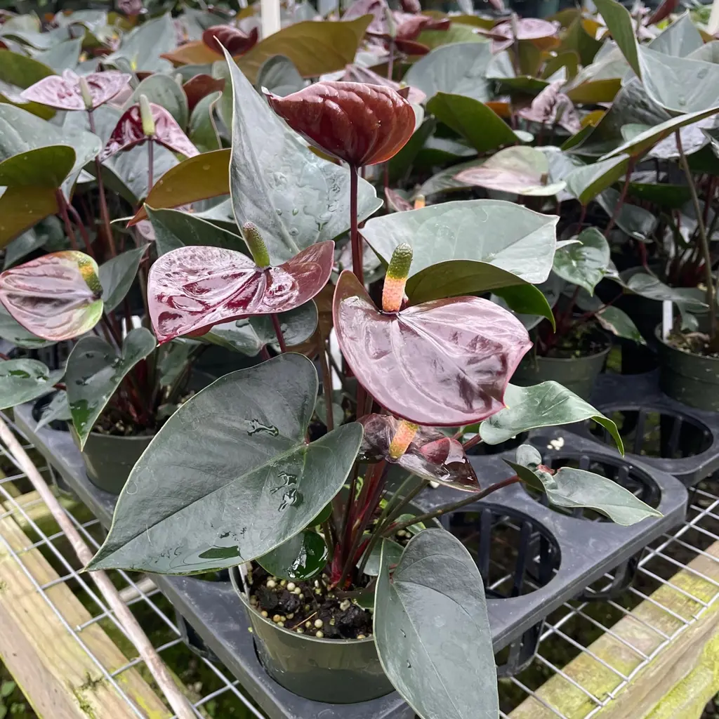 Buy Anthurium Giant Chocolate Plants | Free Shipping Over $150