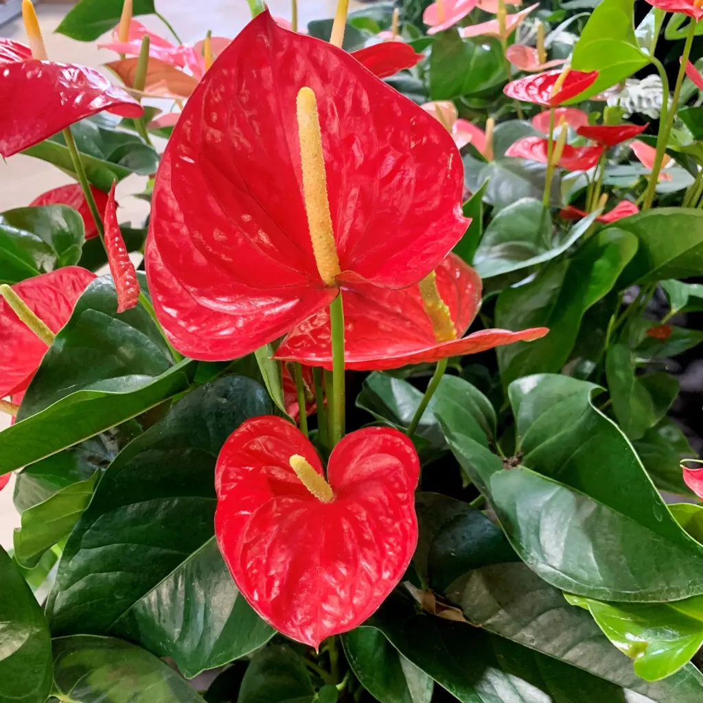 Anthurium 'Red Winner' plants with red flowers and lush, green foliage.
