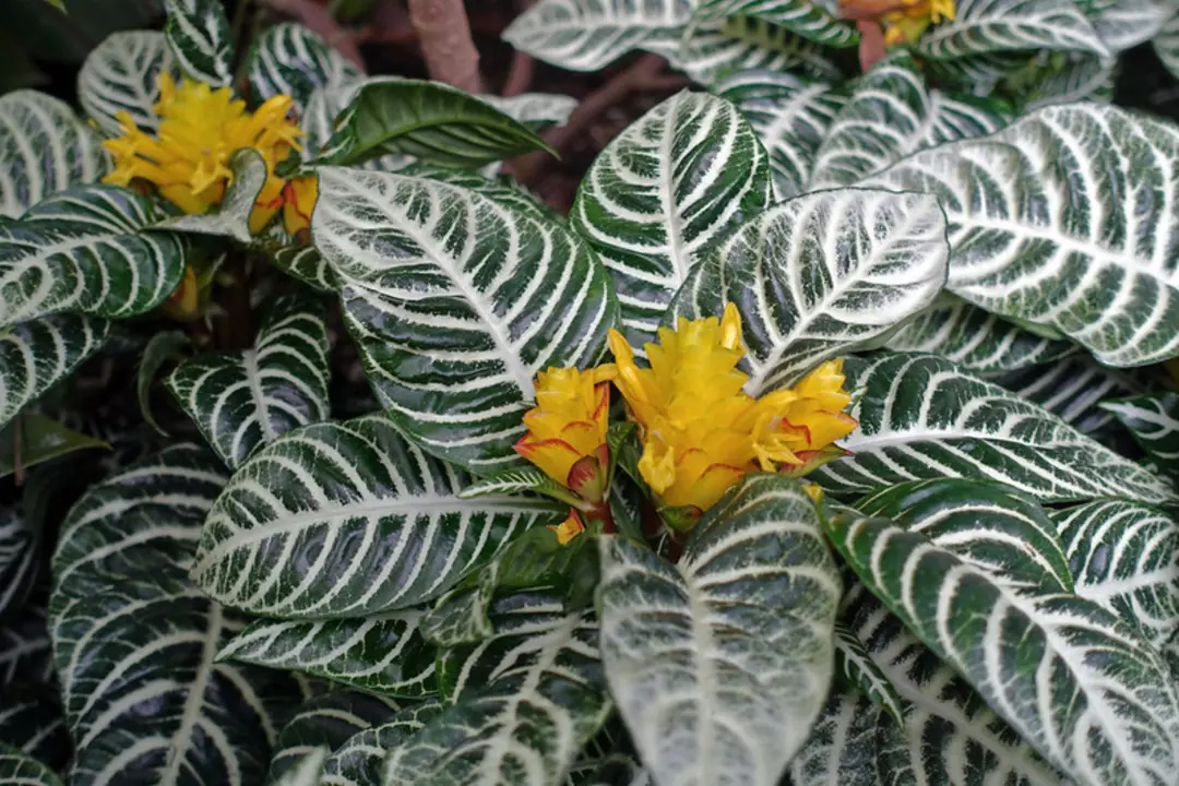 Aphelandra squarrosa plant with variegated leaves and yellow flowers.
