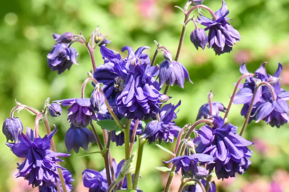 Buy Aquilegia Blue Barlow Plants | Free Shipping Over $150