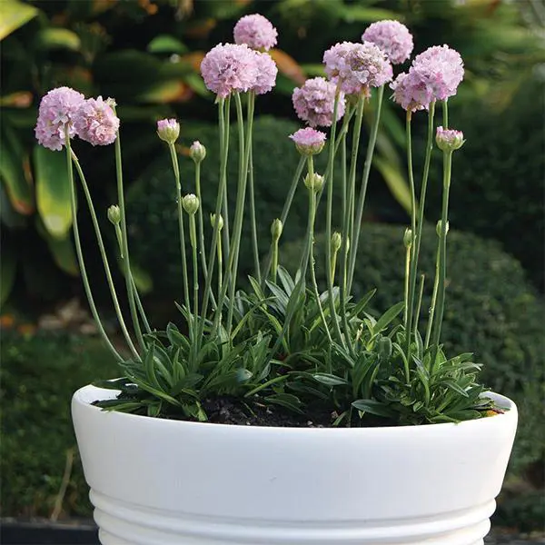 Armeria 'Amazing Grace' plants with pink flowers above green foliage, growing in a pot.