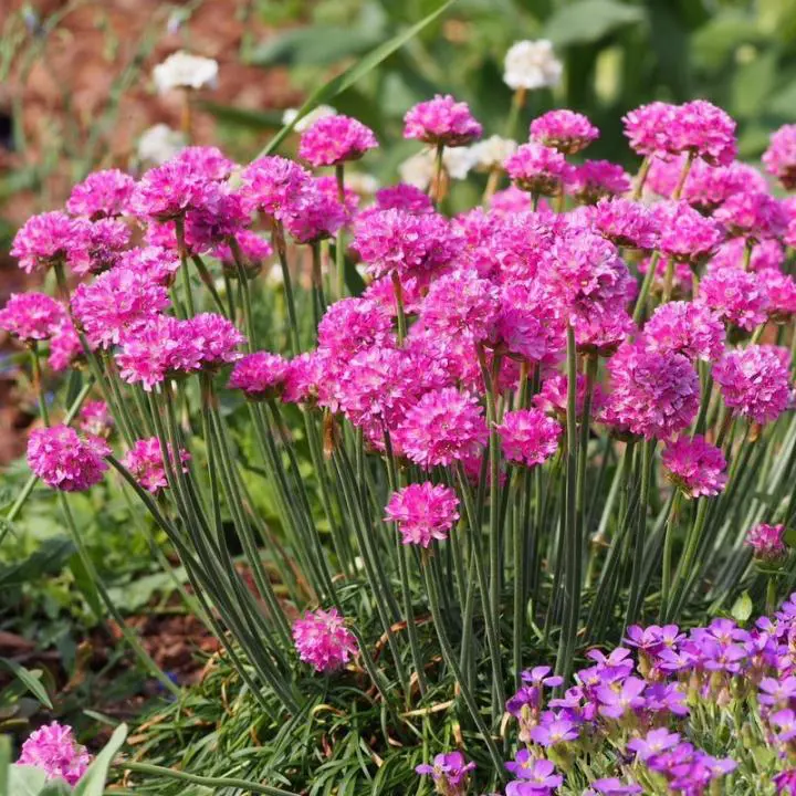 Armeria 'Amazing Rose' plants with bright pink flowers in a cottage garden.