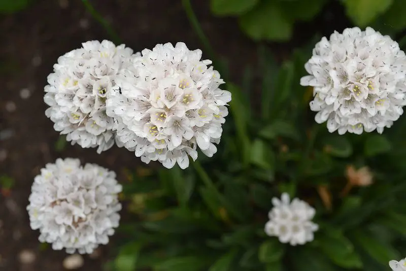 armeria-brutus-