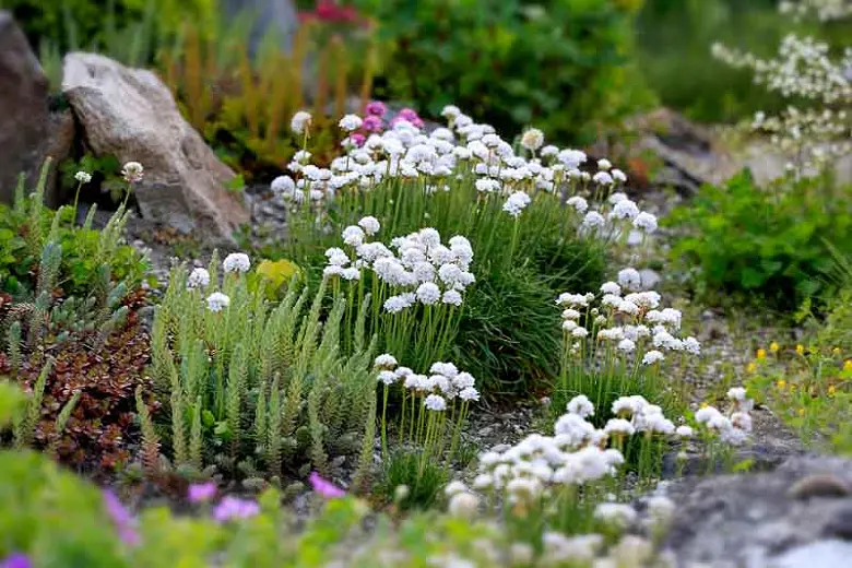 Armeria 'Brutus' plants in a cottage garden with plants featuring showy, white flowers above grass-like foliage.