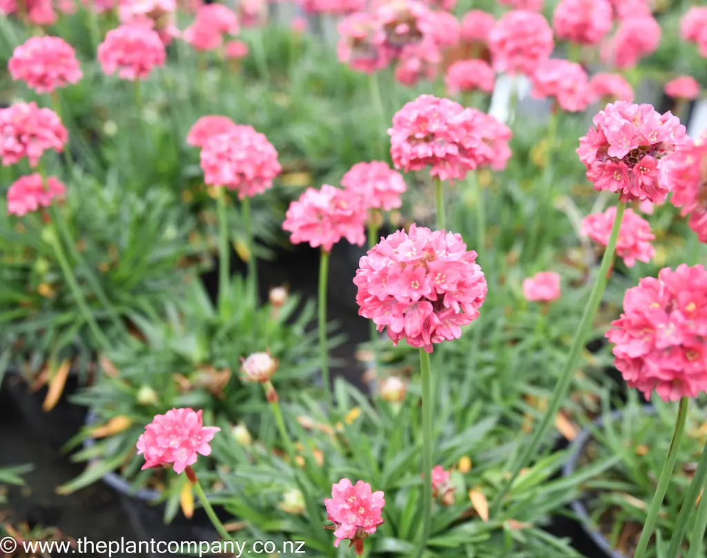 Armeria 'Dreamland' plants with stunning pink flowers above fine, green foliage.