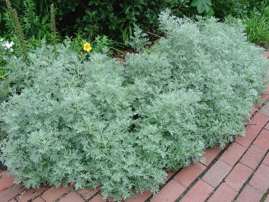 Artemisia 'Powis Castle' plants in a border with lush, grey foliage.