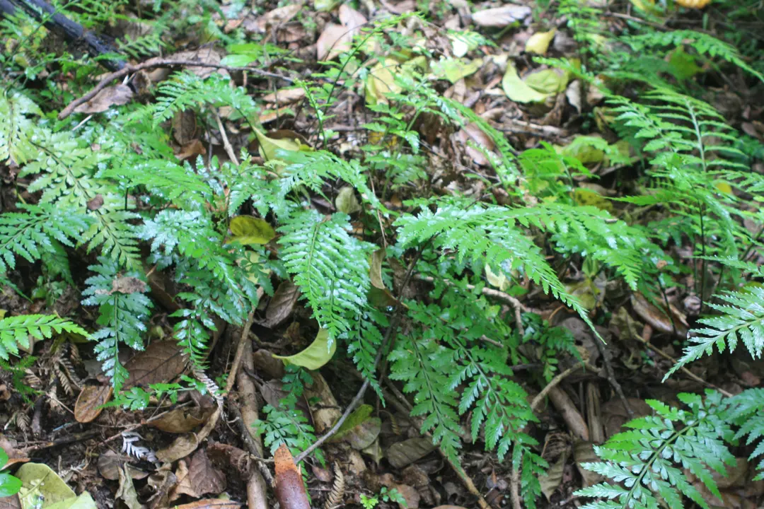 Asplenium lamprophyllum small ferns growing on a bank.